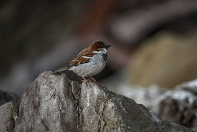 Close-up of bird perching on rock