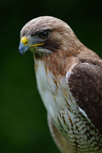 Hawk portrait