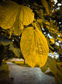 Close-up of yellow leaves against blurred background