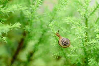 Close-up of snail on plant