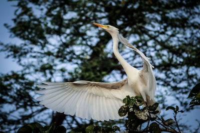 Low angle view of a bird flying