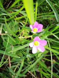 Close-up of pink flowers blooming outdoors