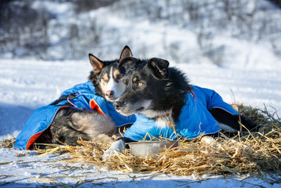 Dog relaxing on snow field