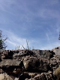 Low angle view of plants against sky