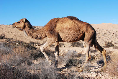 Camel in the negev desert in israel near mitzpe ramon, machtesh ramon