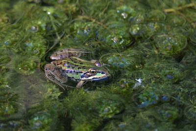 High angle view of frog in lake