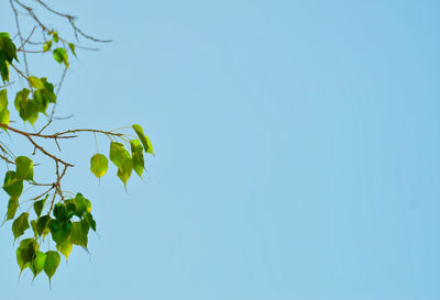 Low angle view of plant against clear blue sky