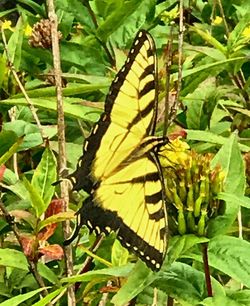 Close-up of butterfly perching on plant