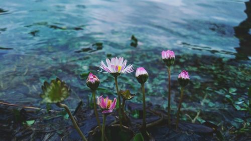 Close-up of pink lotus water lily in lake