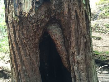 Close-up of tree trunk in forest