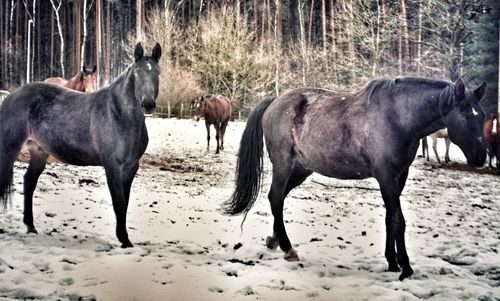 Horses on sand