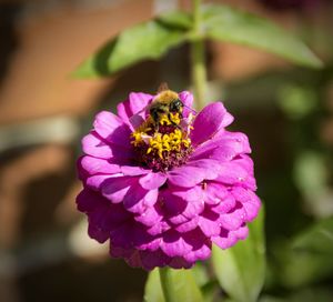 Close-up of bee pollinating on pink zinnia