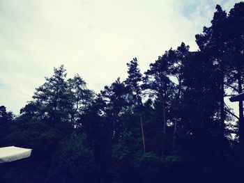 Low angle view of trees against sky