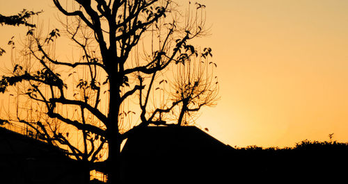 Silhouette bare trees at sunset