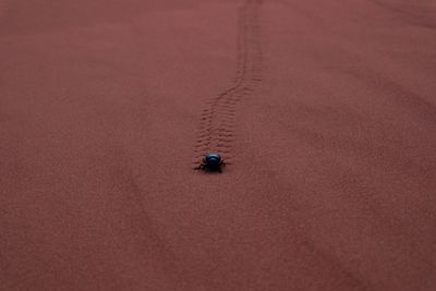 High angle view of insect on sand