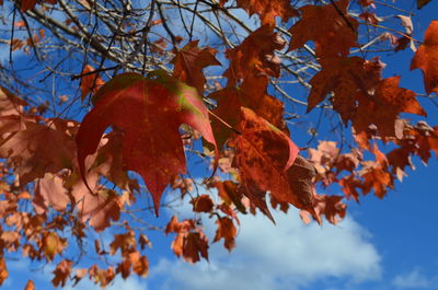 Low angle view of maple tree against sky