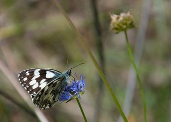 Close-up of butterfly pollinating on flower