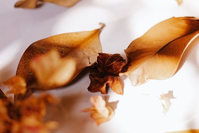 Close-up of dry leaves on table