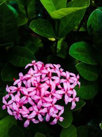 Close-up of pink flowering plant