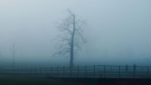 Trees against sky