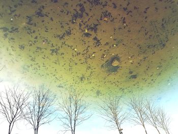 Low angle view of bare tree against sky