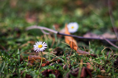 Close-up of white flowering plant on field