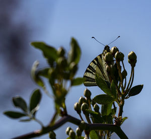 Close-up of flowering plant