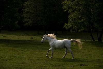 Horse standing in a field