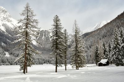 Trees on snow covered field against sky