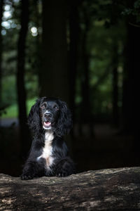 Close-up of dog in forest