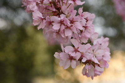 Close-up of pink cherry blossoms in spring