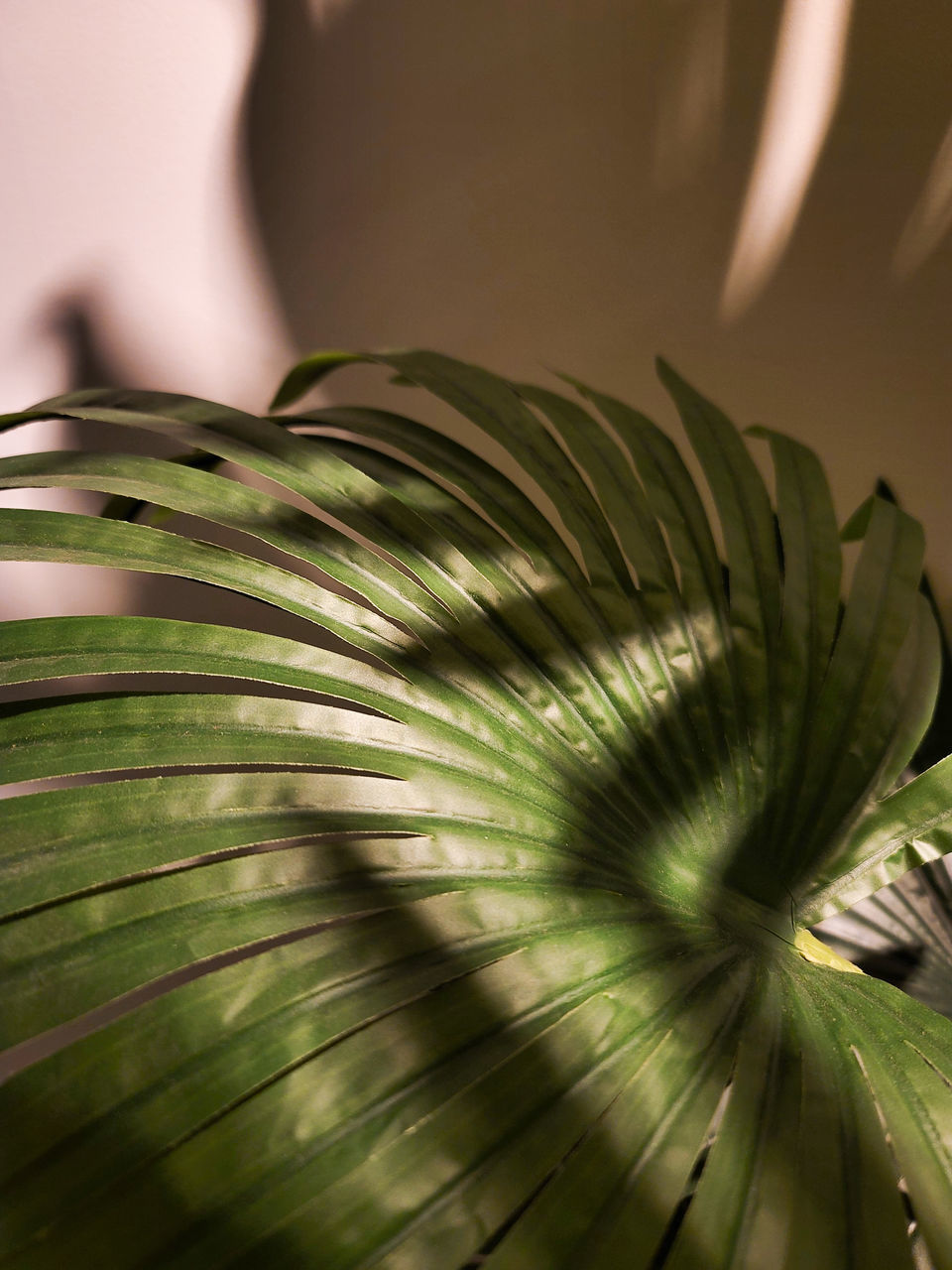 green, leaf, close-up, macro photography, flower, plant, light, plant part, nature, palm leaf, palm tree, yellow, no people, sunlight, beauty in nature, growth, freshness, plant stem, indoors, tropical climate, petal