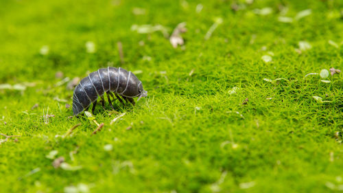 Close-up of sow bug on moss