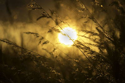 Scenic view of field against sky during sunset