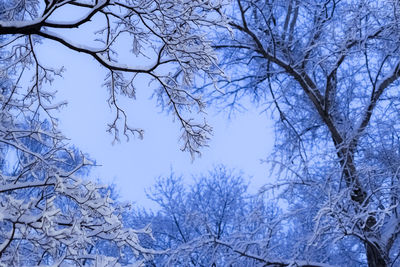 Low angle view of bare trees against clear blue sky