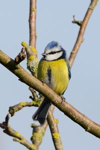 Low angle view of eurasian blue tit perching on branch against sky