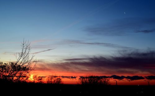 Silhouette of trees at sunset