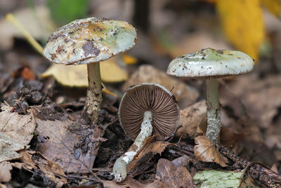 Close-up of mushroom growing on field