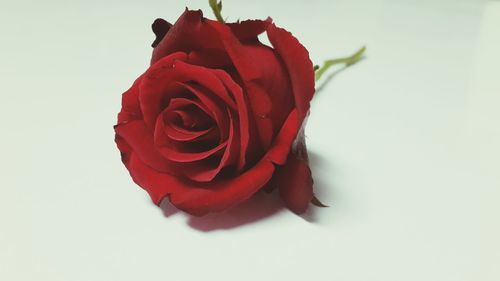 Close-up of red rose