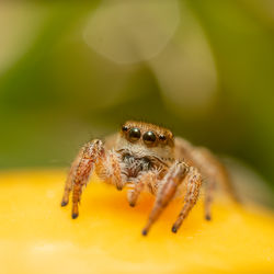 Extreme close-up of a jumping spider.