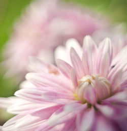 Close-up of pink flower