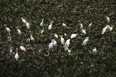 High angle view of birds on field