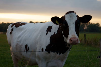 Portrait of a horse on field