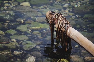 View of turtle swimming in lake