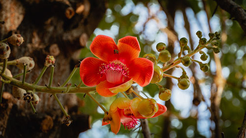 Close-up of red flowering plant