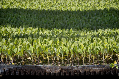 Close-up of rice paddy field