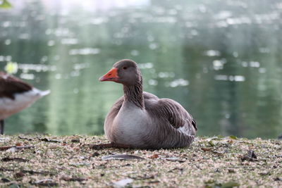 Mallard duck on the shore