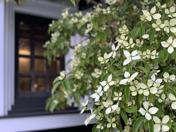 Close-up of white flowering plant