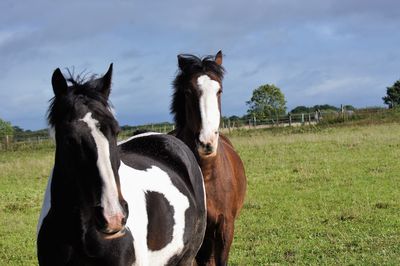 View of a horse on field