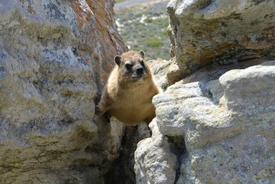 High angle view of rock hyrax climbing on rock